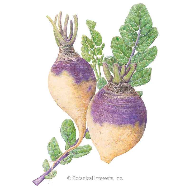 American Purple Top Rutabaga Seeds